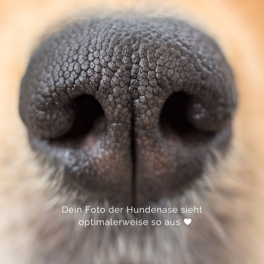 Gravurkette Herz | Hundenasenabdruck